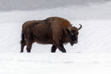 欧洲野牛图片