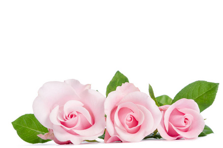 三朵粉红色的玫瑰躺在白色的背景上