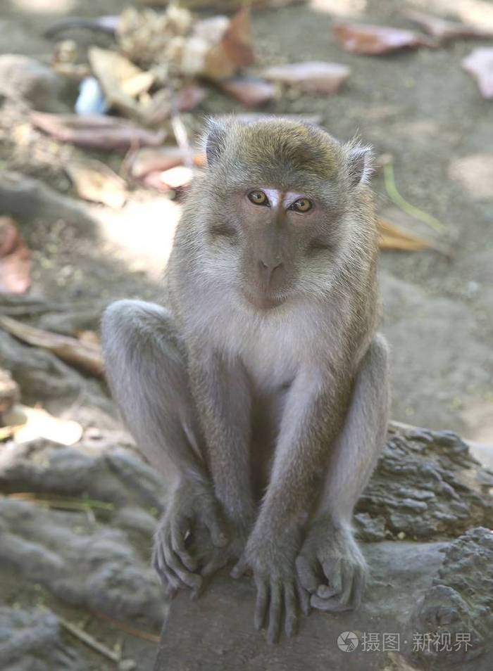 小石宠物猴_攻心小石5_小石猴