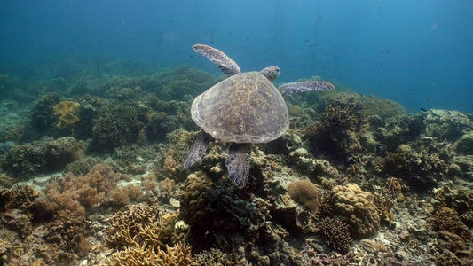 海龟在水之下