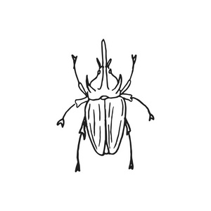 犀牛甲虫涂鸦素描孤立于白色背脊照片