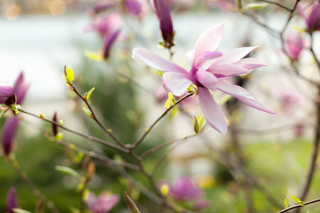 美丽的近玉兰花。春天盛开的玉兰树。选择性对焦。白光弹簧花照片背景
