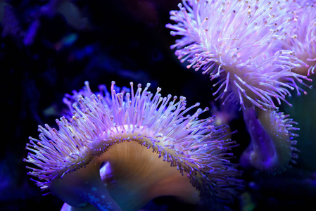 海底水草植物图片