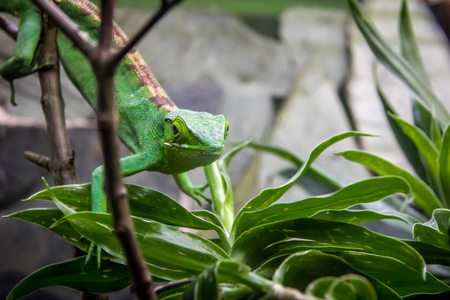 s Bush Anole Polychrus gutturosus