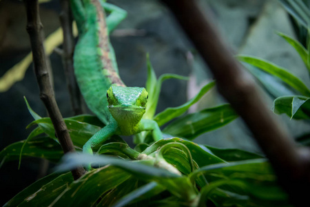 s Bush Anole Polychrus gut