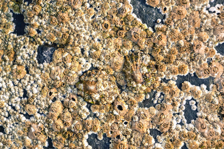小贝壳贝壳和珊瑚组成海滩