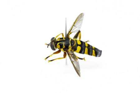 昆虫蜜蜂在昆虫学收集昆虫中飞行黄蜂。 高跟鞋昆虫学