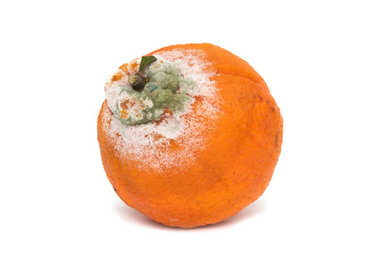 腐烂的hallabon水果被霉菌覆盖照片