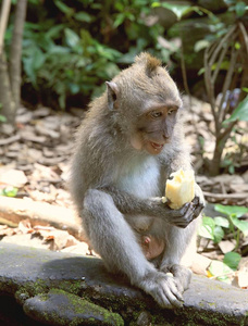 猴子吃水果。 猴子森林乌布巴利印度尼西亚