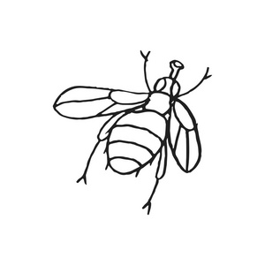 白底昆虫涂鸦素描照片