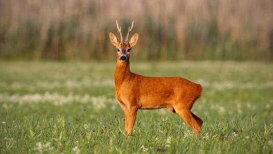 鹿角斗在夏天的草地上，日落时鲜花盛开。 野生动物在自然环境中有温暖的颜色。 罗巴克的本性。