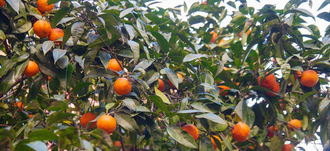 在意大利那不勒斯街头，橘子长在绿叶树上。 近点