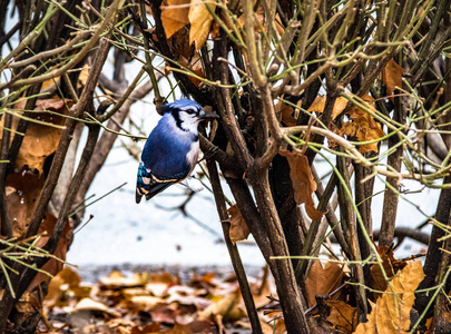 美国纽约中央公园蓝鸟