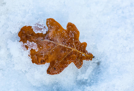 雪表面单独的冻橡木叶