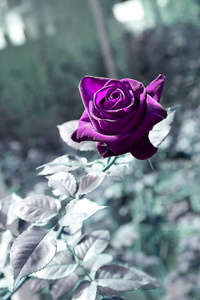 花园里的复古紫色玫瑰
