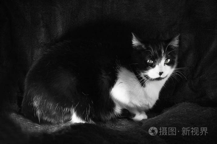 黑白猫猫猫免疫缺陷