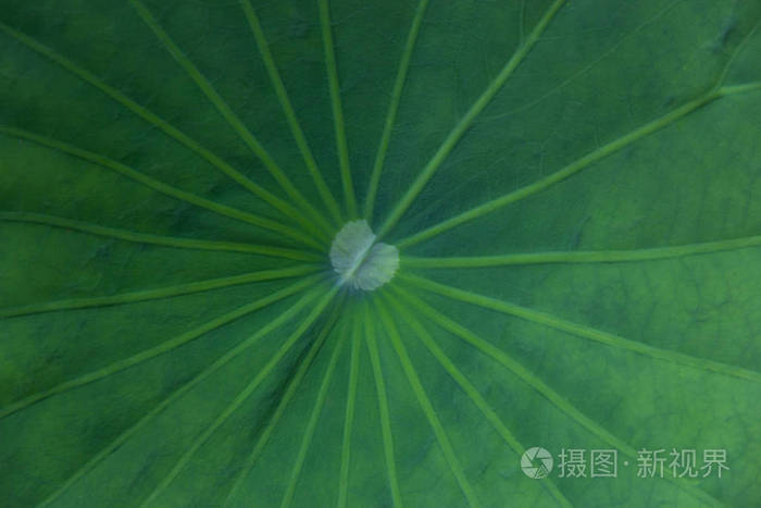 特写一个绿色的荷叶纹理用于背景