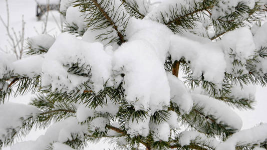 关闭松树树枝在雪中