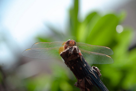 s eyes and its wings