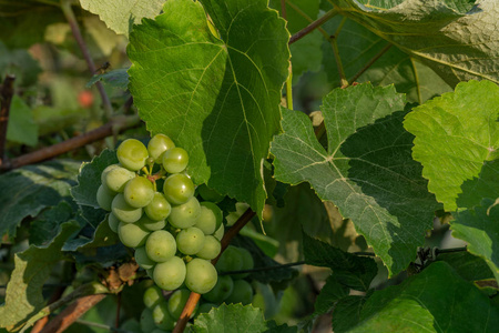 绿色的葡萄在阳光下成熟。 未成熟的绿色葡萄