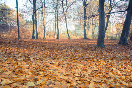 欧洲秋天阳光明媚的森林图片