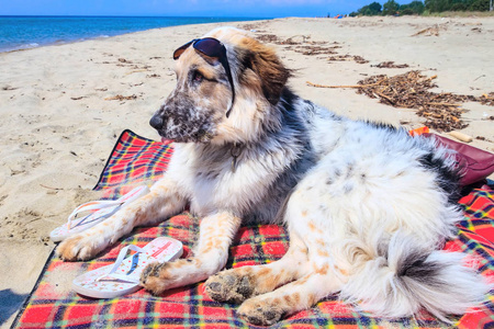 带着太阳镜在海滩上的模糊狗