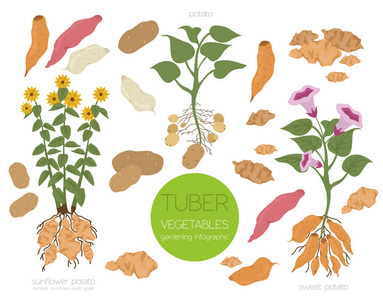 块茎蔬菜马铃薯向日葵和甘薯图形模板。 园艺农业信息图，它是如何生长的。 平面风格设计。 矢量插图
