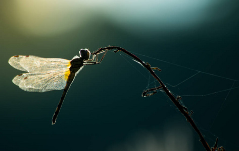 蜻蜓在草地上，昆虫在大自然中，动物野生动物