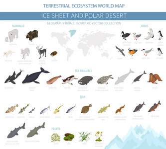 冰原和极地沙漠生物群落..等距三维风格。陆地生态系统世界地图..北极动物鸟类鱼类和植物信息图设计。矢量图