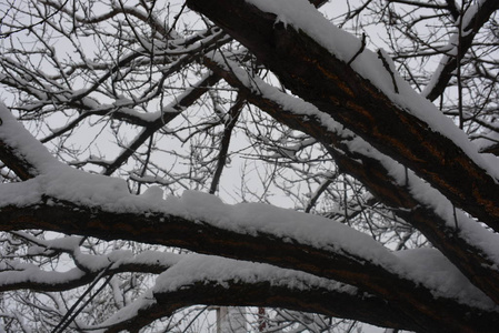 树枝和树枝在冬天的街道上美丽的雪，白雪覆盖的冬天，白雪覆盖