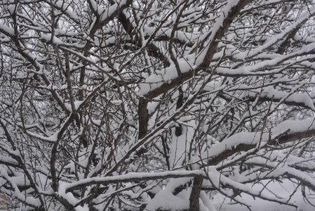 树枝和树枝在冬天的街道上美丽的雪，白雪覆盖的冬天，白雪覆盖