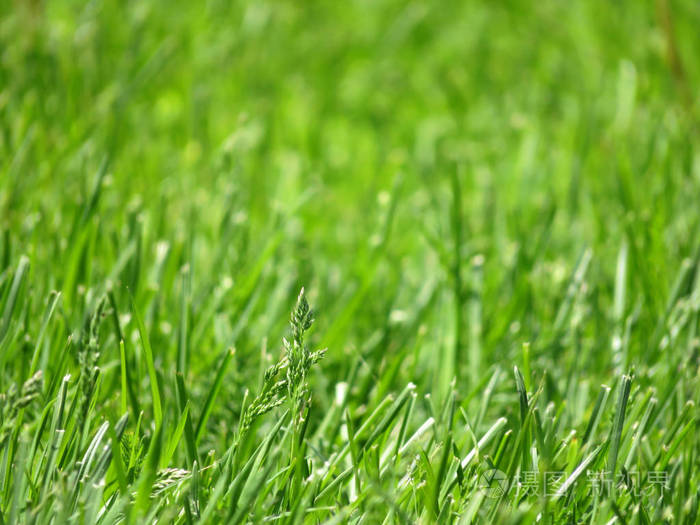 春绿的小草在阳光下闪闪发光,选择性集中.明亮的自然背景,清新的自然