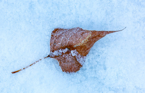 雪表面的抽象冻结叶