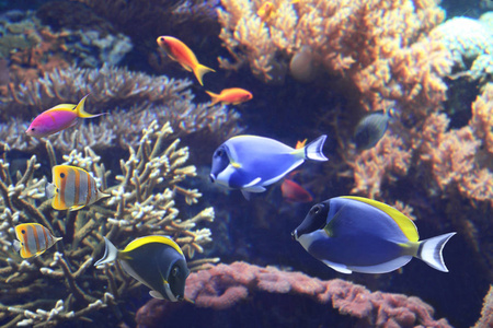  blue tang