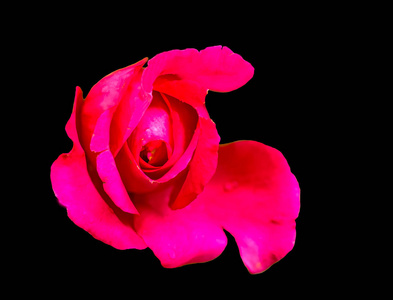 在黑色背景上分离的红玫瑰单芽