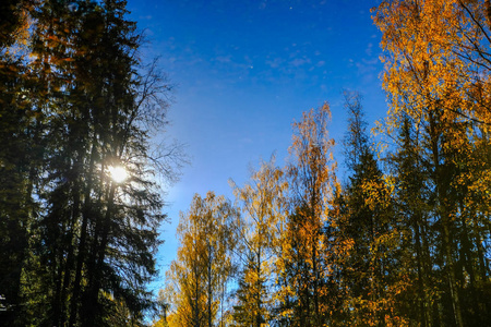 s pond. Autumn on a sunny day with blue sky. Pavlovsk.
