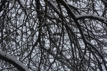 树枝和树枝在冬天下美丽的雪在街道上白雪覆盖冬天白雪覆盖