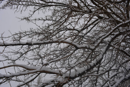 树枝和树枝在冬天下美丽的雪在街道上白雪覆盖冬天白雪覆盖