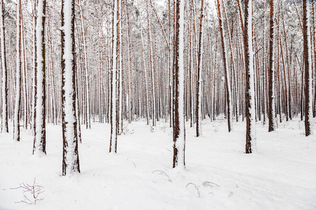 冬季景观。 白雪覆盖了地面和树木。 大气磅礴。 雪的自然。 白雪覆盖的树干