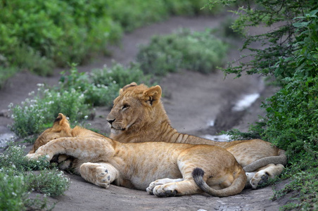 可爱的幼崽在非洲自然公园休息