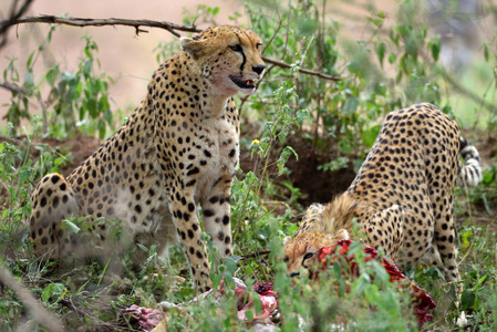 野生非洲猎豹与猎物躲在灌木丛中
