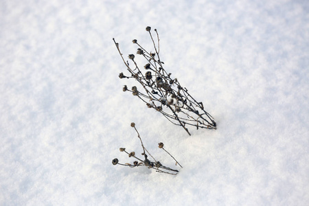 冬季雪草地上的冷冻植物图片