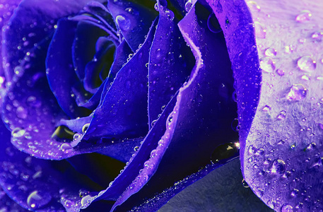 蓝色玫瑰背景自然复活节春天花抽象装饰背景选择性软焦点。