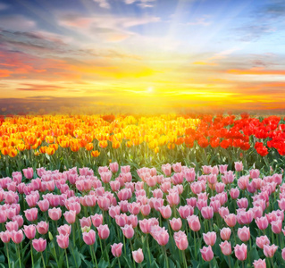 田野黄色的蓝天。 春天的郁金香在一片美丽的草地上。 自然背景。 春日快乐。