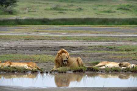 大头狮子非洲东部的塞伦盖蒂坦桑尼亚河边的狮子照片