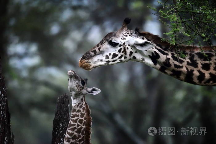 非洲自然公园长颈鹿妈妈和宝宝