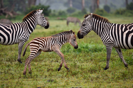 东非塞伦盖蒂国家公园斑马图片