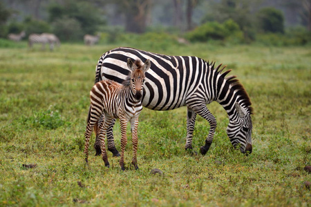 东非塞伦盖蒂国家公园斑马