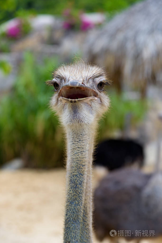 鸵鸟特写肖像特写鸵鸟头