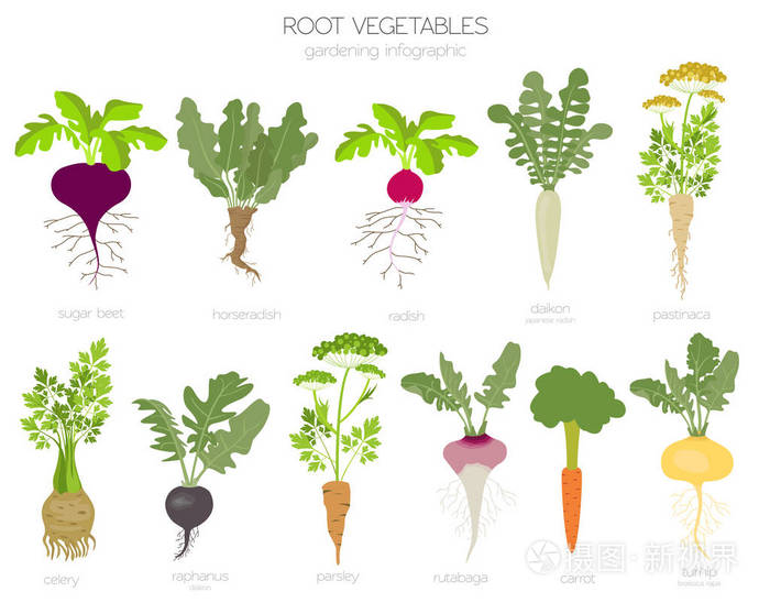胡萝卜根的结构示意图图片